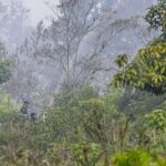 4 Perusahaan Diselidiki Terkait Kebakaran Hutan di Kalimantan