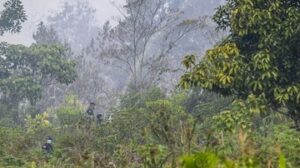 4 Perusahaan Diselidiki Terkait Kebakaran Hutan di Kalimantan