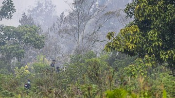 4 Perusahaan Diselidiki Terkait Kebakaran Hutan di Kalimantan