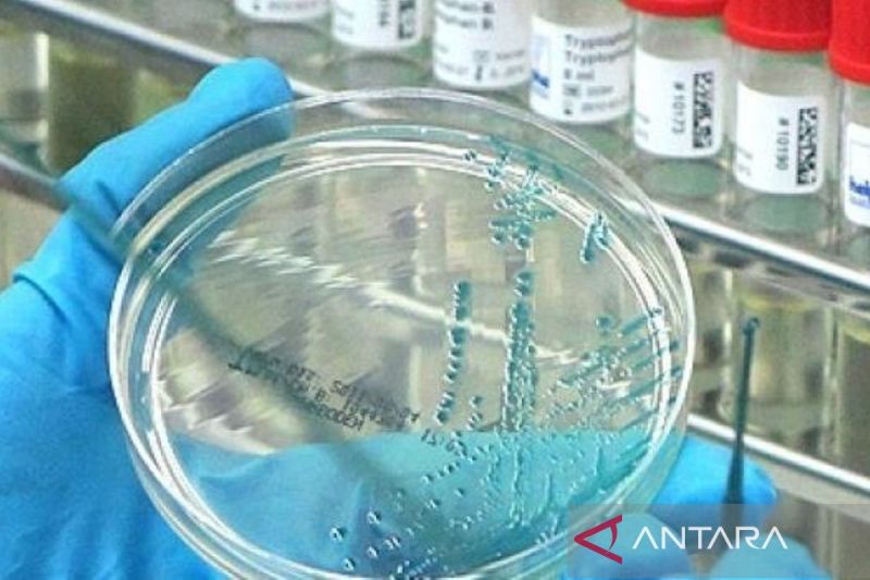 Australia catat kasus pertama flu burung pada mamalia
