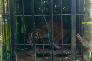 TSI mengajak masyarakat pahami pentingnya rantai makanan harimau